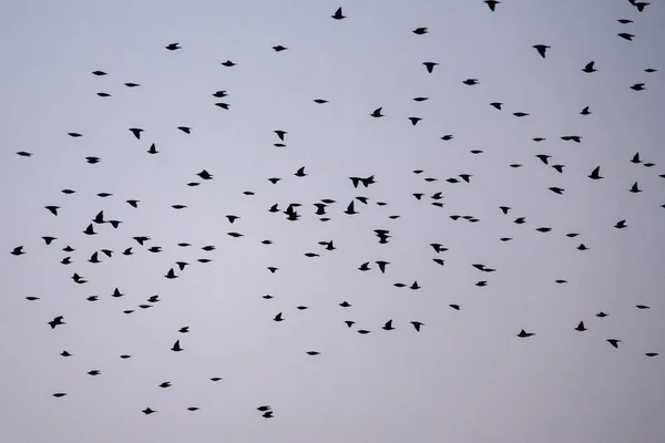 Tłum Wspólnych Ptaków Starling Sturnus Vulgaris Pływające Podczas Wiosennej Migracji — Zdjęcie stockowe