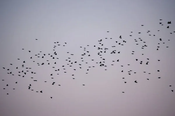 Menigte Van Gemeenschappelijke Spreeuw Vogels Sturnus Vulgaris Vliegen Tijdens Lente — Stockfoto