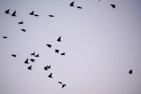 Menigte Van Gemeenschappelijke Spreeuw Vogels Sturnus Vulgaris Vliegen Tijdens Lente — Stockfoto