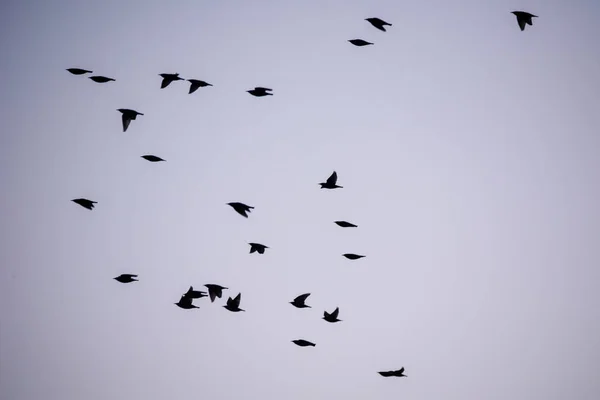 Davy Běžných Ptáků Sturnus Vulgaris Kteří Létají Během Jarní Migrace — Stock fotografie
