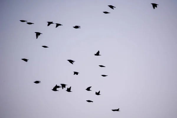 Menigte Van Gemeenschappelijke Spreeuw Vogels Sturnus Vulgaris Vliegen Tijdens Lente — Stockfoto