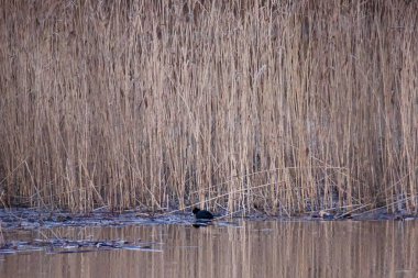 Seçici odak fotoğrafı. Sazlık yakınındaki gölde Avrasya coot kuşu (Fulica atra).