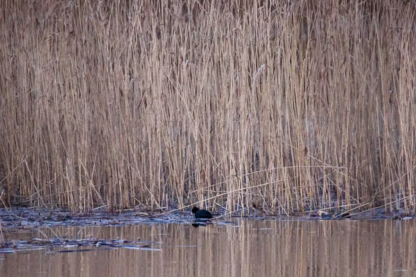 Foto Messa Fuoco Selettiva Uccello Folaga Eurasiatico Fulica Atra Lago — Foto Stock