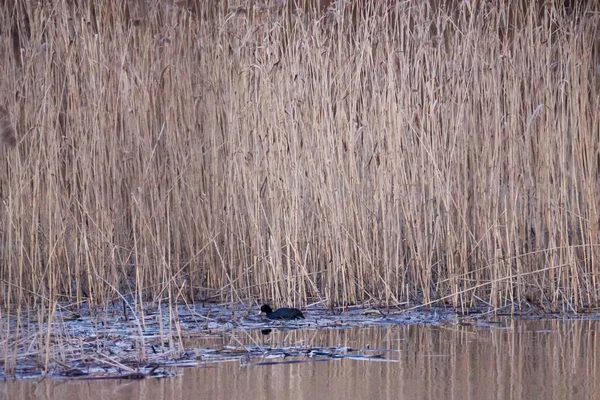 Foto Messa Fuoco Selettiva Uccello Folaga Eurasiatico Fulica Atra Lago — Foto Stock