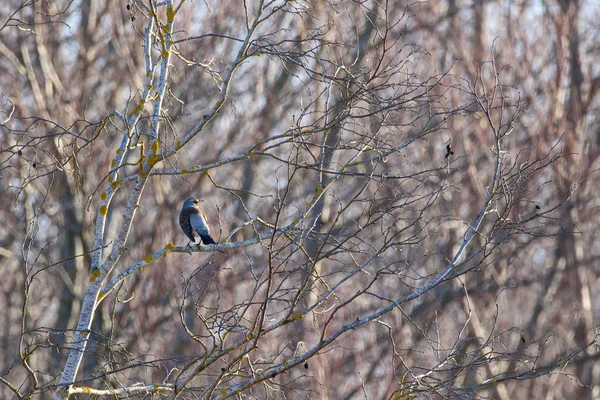 Uccello Domestico Turdus Pilaris Seduto Nel Cespuglio Stagione Primaverile — Foto Stock