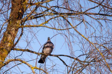 Seçici odak fotoğrafı. Ortak ahşap güvercin (Columba palumbus) kuş ağacın dalı üzerinde oturan. İlkbahar sezonu.