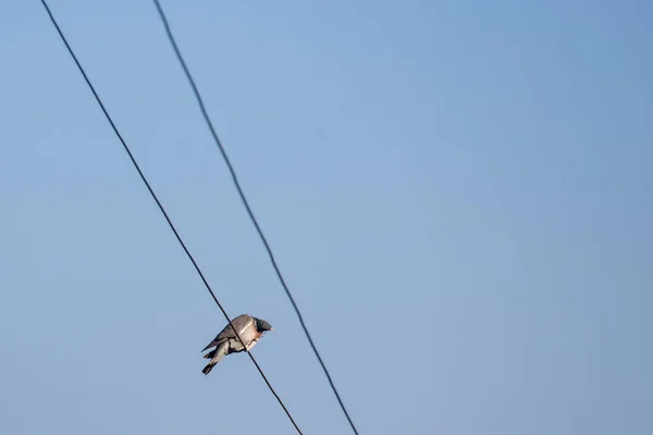 Ortak Ahşap Güvercin Columba Palumbus Elektrik Kablosu Üzerinde Oturan Lkbahar — Stok fotoğraf