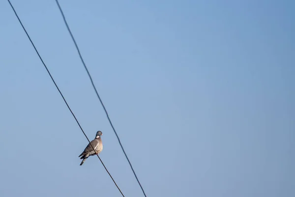 Ortak Ahşap Güvercin Columba Palumbus Elektrik Kablosu Üzerinde Oturan Lkbahar — Stok fotoğraf