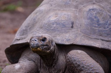 Riga, Letonya. 29 Ağustos 2019. 19. yıllık Galapagos Kaplumbağası sırasında Galapagos Kaplumbağaları Riga Hayvanat Bahçesi'nde tartı etkinliği.