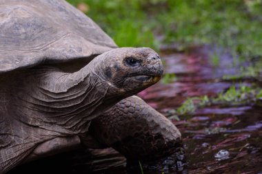 Riga, Letonya. 29 Ağustos 2019. 19. yıllık Galapagos Kaplumbağası sırasında Galapagos Kaplumbağaları Riga Hayvanat Bahçesi'nde tartı etkinliği.