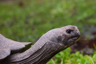 Riga, Letonya. 29 Ağustos 2019. 19. yıllık Galapagos Kaplumbağası sırasında Galapagos Kaplumbağaları Riga Hayvanat Bahçesi'nde tartı etkinliği.