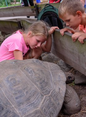 RIGA, LATVIA. 29th August 2019. Children touching tortoise, afte clipart