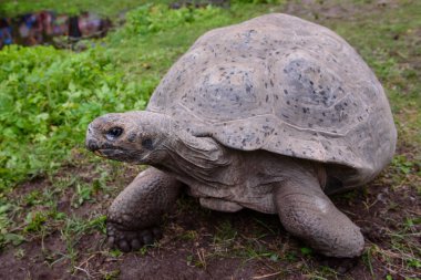 Riga, Letonya. 29 Ağustos 2019. 19. yıllık Galapagos Kaplumbağası sırasında Galapagos Kaplumbağaları Riga Hayvanat Bahçesi'nde tartı etkinliği.