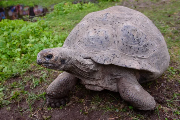 Riga, Letonya. 29 Ağustos 2019. 19. yıllık Galapagos Kaplumbağası sırasında Galapagos Kaplumbağaları Riga Hayvanat Bahçesi'nde tartı etkinliği.