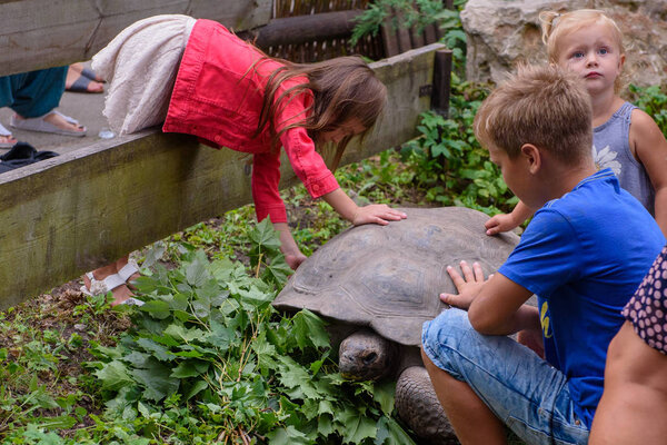 RIGA, LATVIA. 29th August 2019. Children touching tortoise, afte