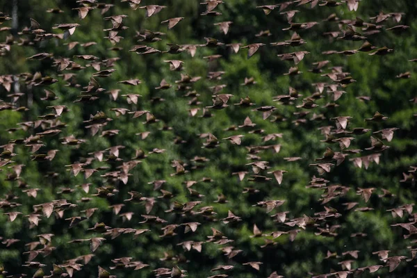 Enorme Menigte Spreeuwen Vliegen Het Veld Het Platteland — Stockfoto