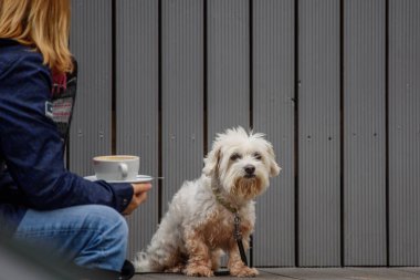 Riga, Letonya. 15 Ekim 2019. Kafede terasta tatlı bir Malta köpeği. Bir fincan kahve içerken sahibini bekliyor..