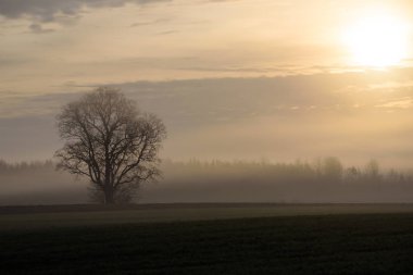 Sisli bir sabah. Sonbahar sezonu.