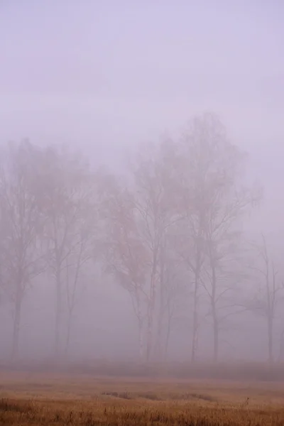 Árboles Campo Niebla Mañana Brumosa Temporada Otoño — Foto de Stock