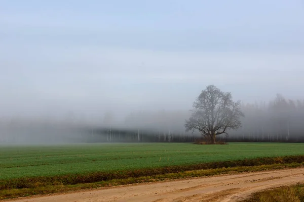 Nebliger Morgen Herbstzeit — Stockfoto