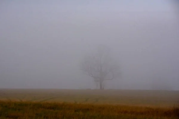 田里的树在雾中生长 多雾的早晨 秋季季节 — 图库照片