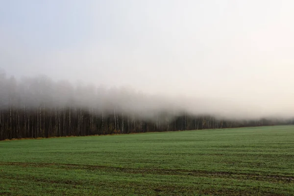 Niebla Profunda Sobre Campo Campo Cerca Del Bosque Mañana Brumosa — Foto de Stock