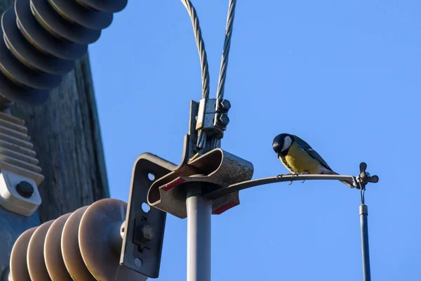 Velký Kozí Pták Parus Major Sedí Elektrickém Kabelu Jarní Sezóna — Stock fotografie