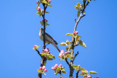 Chiffchaff kuşu, Phylloscopus collybita çiçek açan elma ağacında şarkı söylüyor.