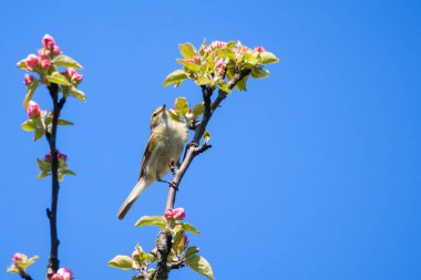 Chiffchaff kuşu, Phylloscopus collybita çiçek açan elma ağacında şarkı söylüyor.
