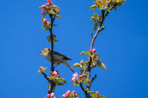 Chiffchaff Kuşu Phylloscopus Collybita Çiçek Açan Elma Ağacında Şarkı Söylüyor — Stok fotoğraf