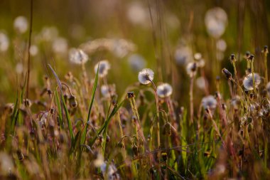 Seçici odak fotoğrafı. Çayırda karahindiba tüyü. Yaz zamanı..