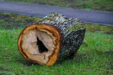 Şehrin sokaklarında kesilen ağaç..