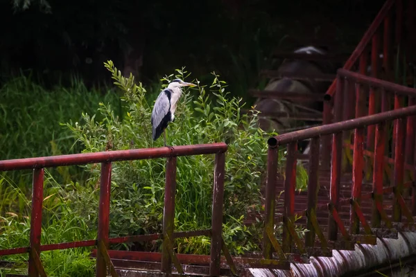 Czapla Szara Ardea Cinerea Nad Jeziorem Lubana Łotwa — Zdjęcie stockowe