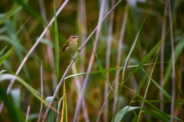 Sedge bülbülü, Acrocephalus schoenobaenus Lubana Gölü, Letonya.