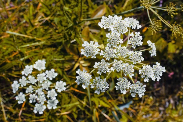 Biały Kwiat Moutain — Zdjęcie stockowe