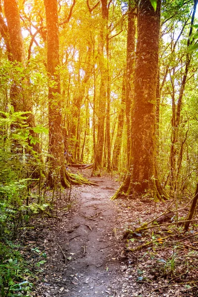 Forêt Tropicale Humide Thaïlande — Photo