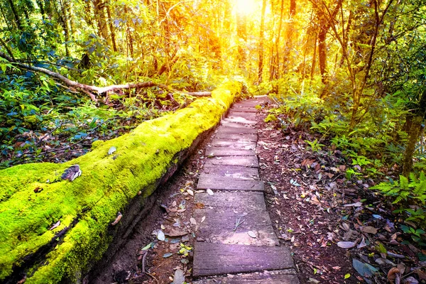 Lehrpfad Wanderweg — Stockfoto