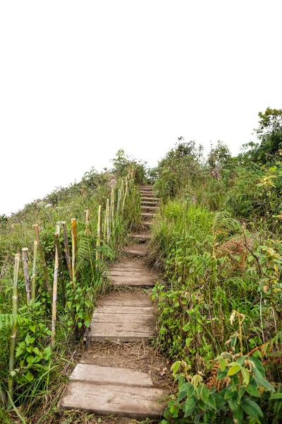 Sentier Nature Sur Fond Blanc — Photo