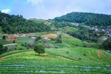 Chiang Mai Tayland pirinç terasları