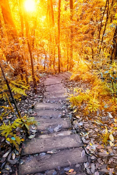 Lehrpfad Wanderweg — Stockfoto