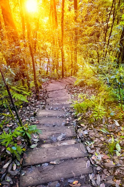 Chemin Randonnée Nature — Photo