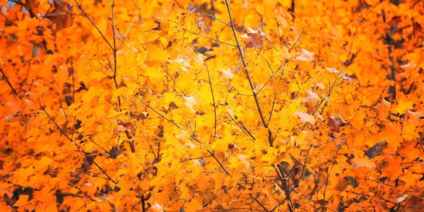 Gyllene Löv Bakgrund Och Textur — Stockfoto