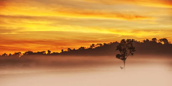 Alone Dear Tree Golden Sunset — Stock Photo, Image