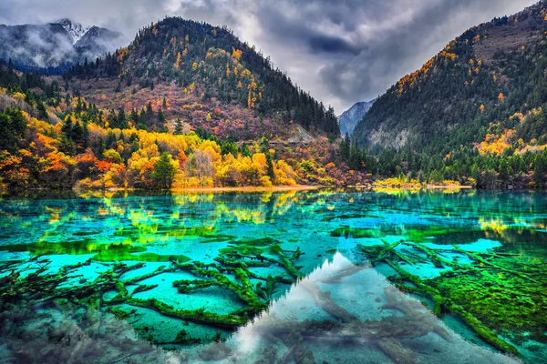 Дивовижна Панорама Кришталево Чистою Водою Ять Квітка Озеро Multicolored Серед — стокове фото
