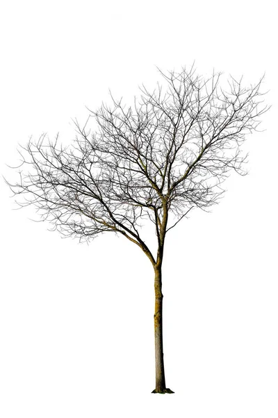 Dry Tree Isolate White Clipping Path — Stock Photo, Image