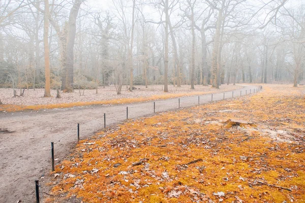 Promenade Dans Forêt Disparaissant Dans Brouillard Intense — Photo