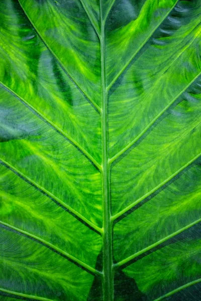 Textura e detalhe de uma folha verde como fundo — Fotografia de Stock