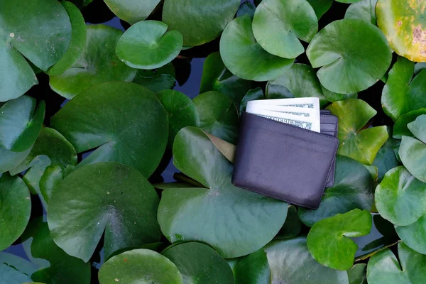蓮の葉の背景に男の財布 — ストック写真