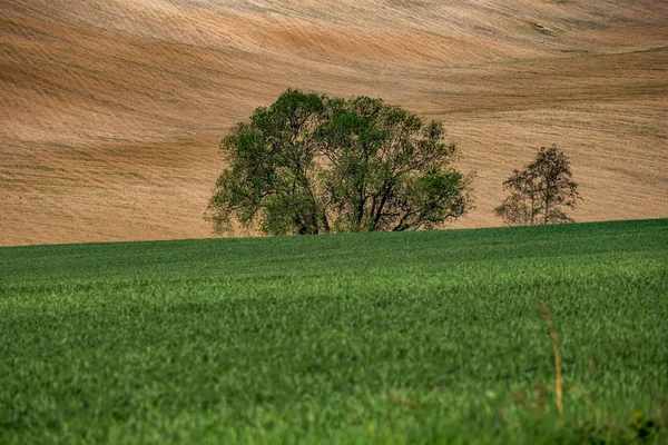 Contraste Áreas Coloridas Com Campos Árvores — Fotografia de Stock