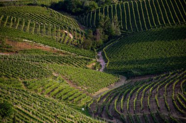 Üzüm bağları Prosecco köpüklü şarap bölgesinde Valdobbiadene, İtalya